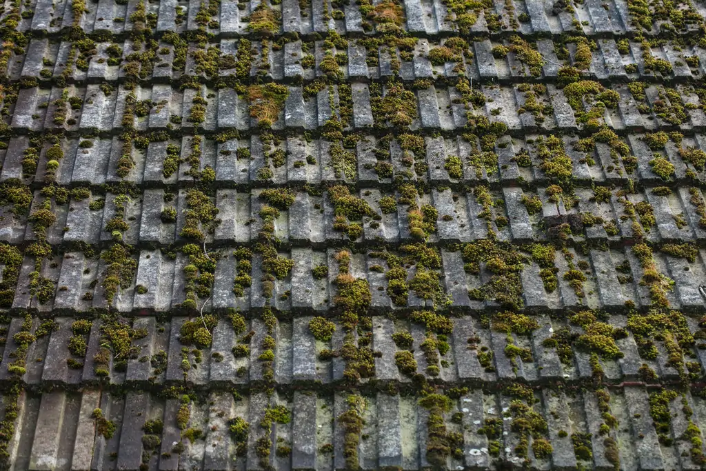 Roof Moss Removal Service